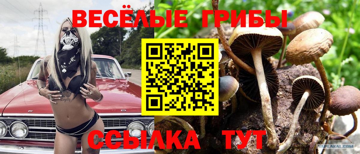 Псилоцибиновые грибы ЛСД  Городец  где продают   Псилоцибиновые грибы Psilocybine cubensis 