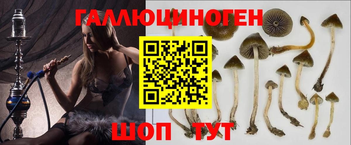 Городец  что такое   Псилоцибиновые грибы Cubensis  Вход с VPN  Псилоцибиновые грибы Magic Shrooms 